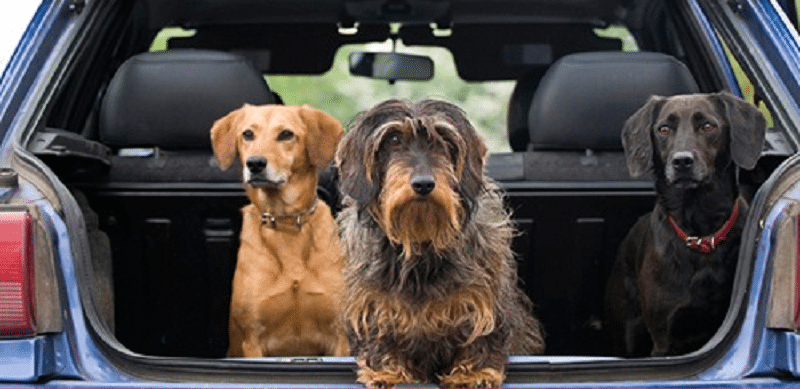 Honda odyssey cheap dog barrier