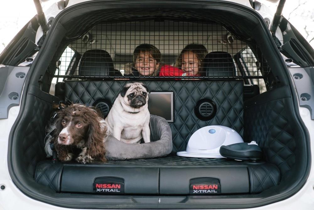 Take Care With Your Pet In The Car This Summer Take Care With Your Pet In The Car This Summer
