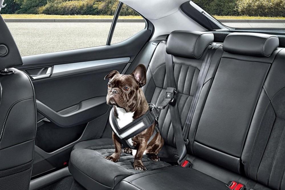 Drive Safely With Pooches And Other Pets Drive Safely With Pooches And Other Pets