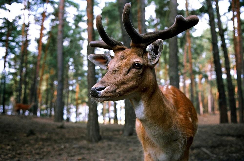 Deer Breeding Season Spells Danger On The Road Deer Breeding Season Spells Danger On The Road