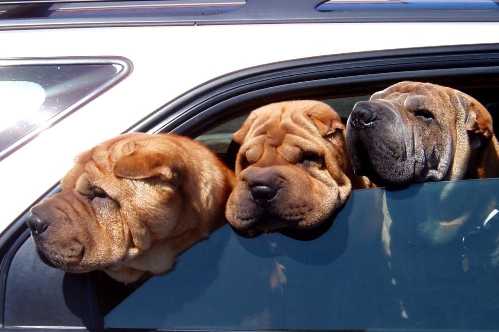 Take Care With Your Pet In The Car This Summer Take Care With Your Pet In The Car This Summer
