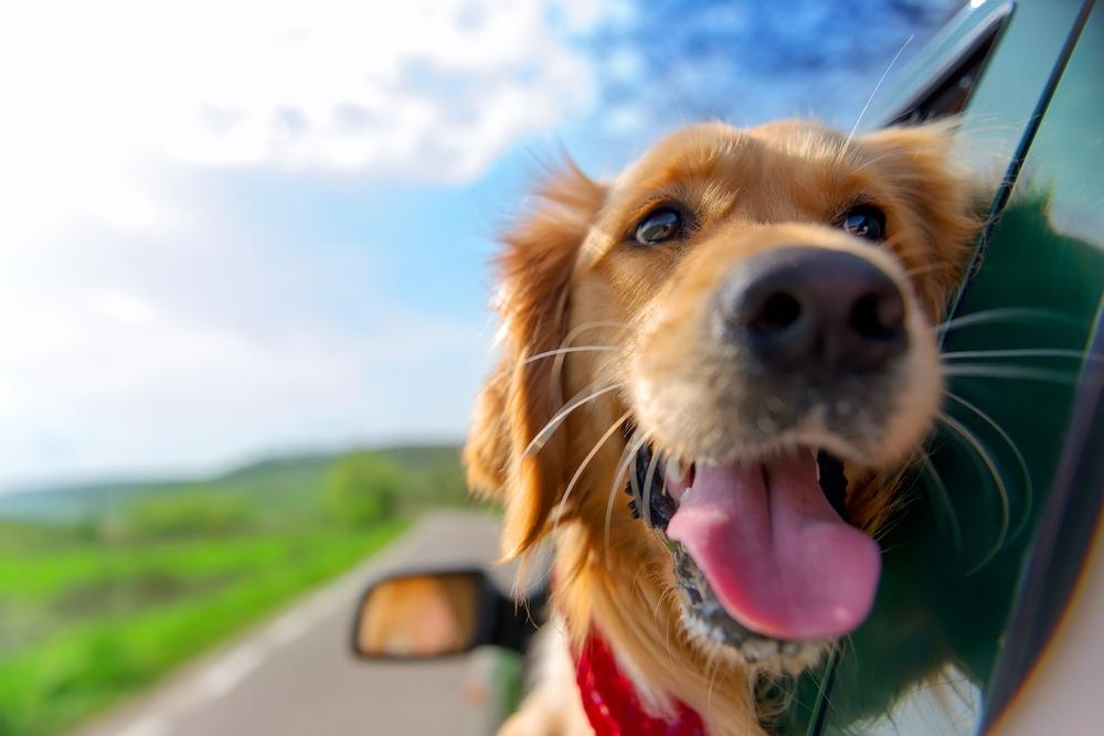 Travelling with your pet Travelling with your pet