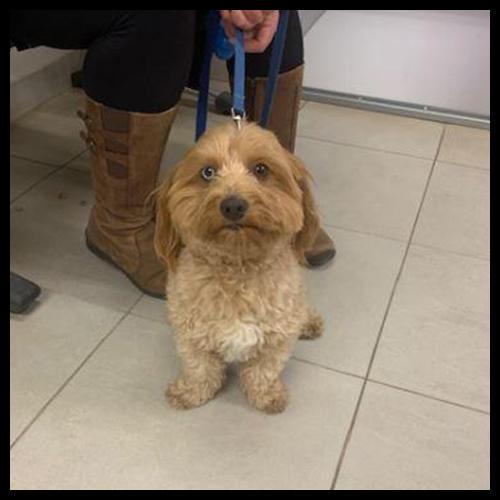 Ford & Lincoln Dog of the Week image Ford & Lincoln Dog of the Week image